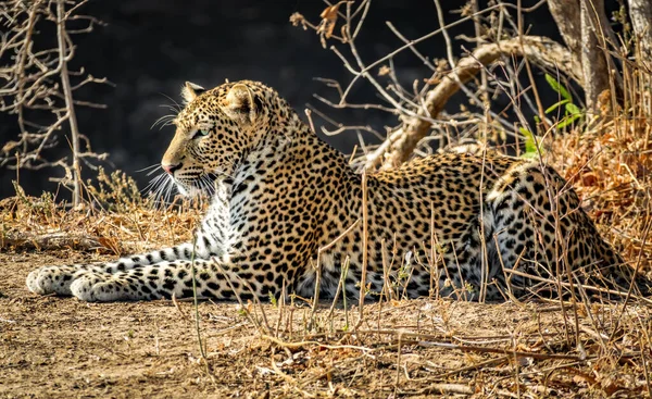 Leopardo tendido en el suelo en el arbusto — Foto de Stock