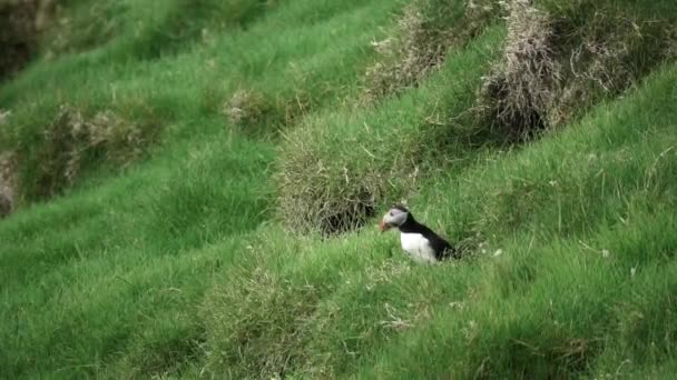 Puffin vyskočí z hnízda v pomalém tempu — Stock video