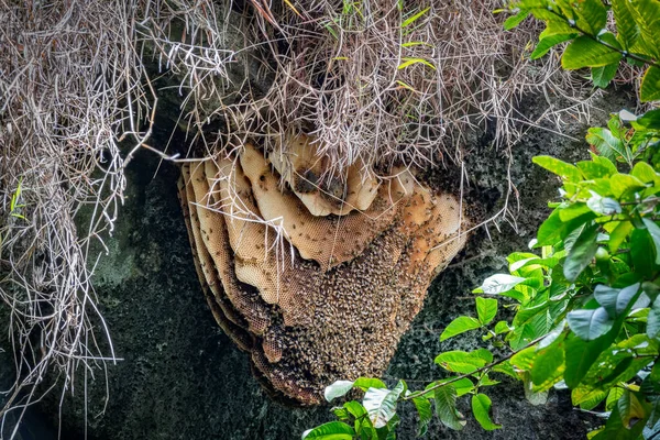 Colmeia de abelhas dentro de uma caverna com muitas abelhas — Fotografia de Stock