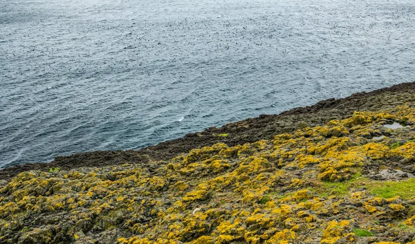 Kustlinje och hav med många puffins väntar — Stockfoto