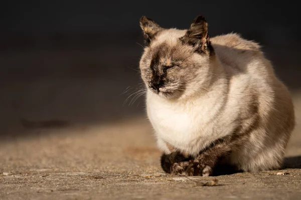 Siamese cat enjoys the sun near the shadow line — Stock Photo, Image