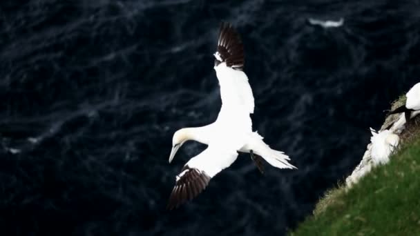 Morus bassanus gleitet nahe den Klippen über den Ozean — Stockvideo