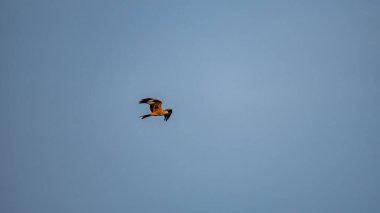 Uçurtma kuşu açık mavi gökyüzüne doğru uçuyor