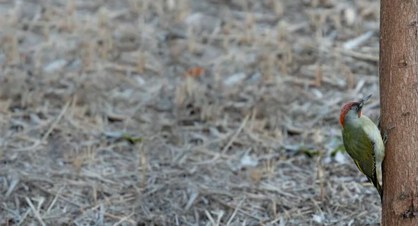 Picus viridis pájaro carpintero sobre tronco de árbol con espacio de texto a la izquierda —  Fotos de Stock