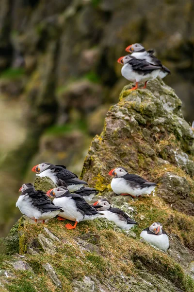 Kaya kenarındaki puffinlerin profil görüntüsü — Stok fotoğraf