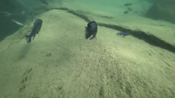 跟随马拉维湖中的鱼 — 图库视频影像