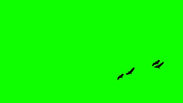 Cranes flying in super slow motion against green screen — Stock Video