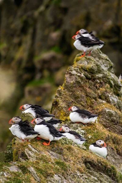 Grupo de frailecillos sobre el borde de la roca, día frío — Foto de Stock