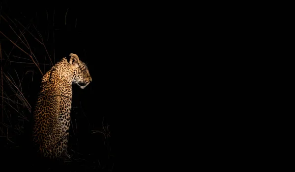 Geceleyin vahşi bir leopar karanlığa bakıyor — Stok fotoğraf