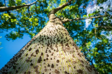 Dikenli, tropik ağaç manzaralı Ceiba