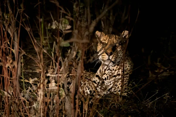 Leopardo selvatico nascosto nel cespuglio di notte — Foto Stock