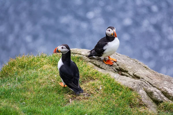 Two puffins looking in different directions with ocean background — Stock Photo, Image