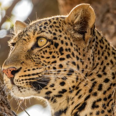 Muhteşem vahşi leopar başı sonsuzluğa bakıyor.