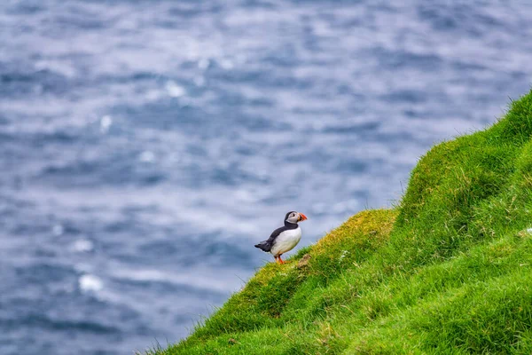 Profile view of puffin in the hillside — Stock Photo, Image