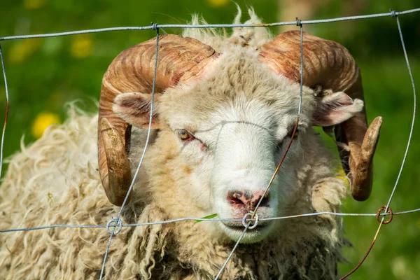 Vista frontal de carneiro com chifres enormes — Fotografia de Stock