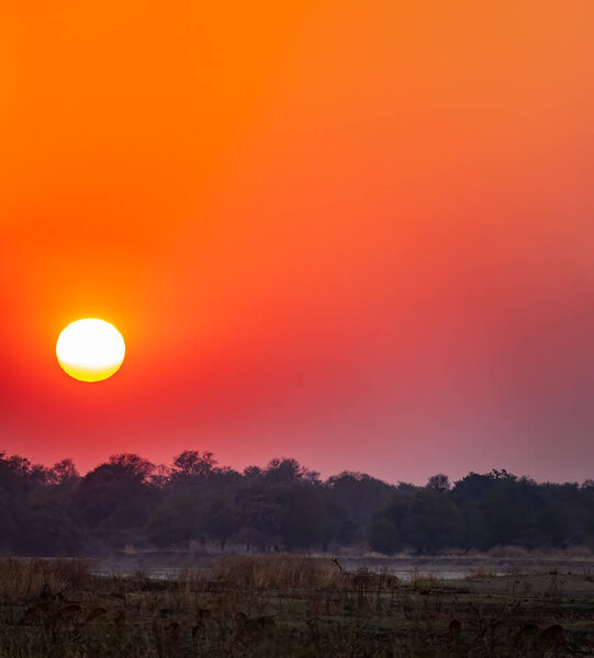 Spectacular sunset with huge sun and orange sky with text space in Africa savanna