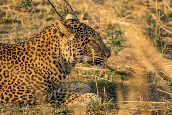 Leopardo selvatico nascosto sdraiato sul cespuglio — Foto Stock