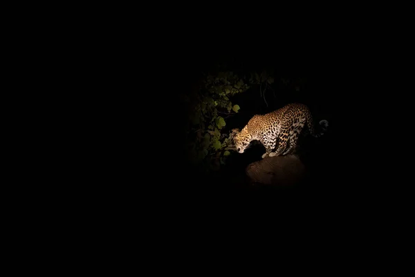 Leopard in der Nacht auf dem Baum — Stockfoto