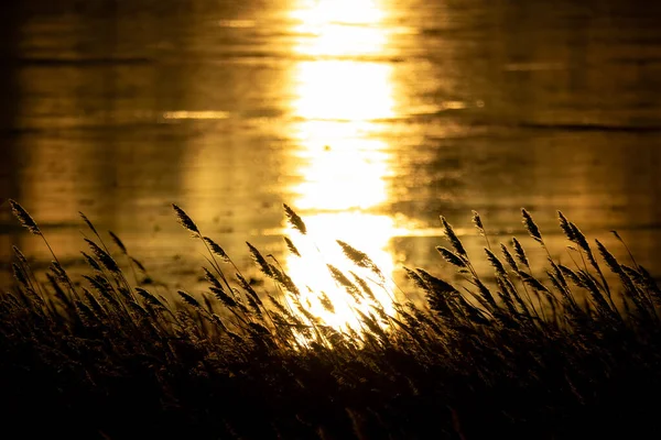 Stor gräs hög kontrast mot sjö med solstråle — Stockfoto