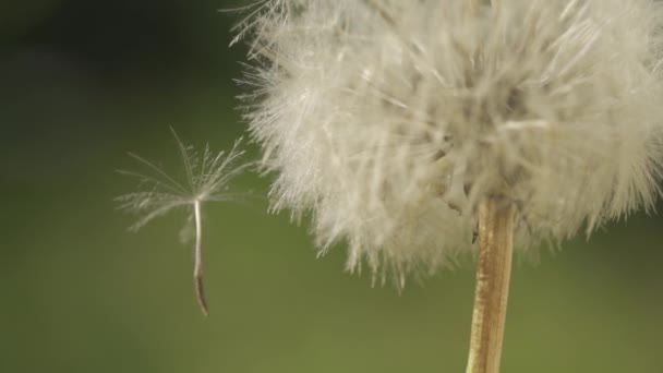 Löwenzahnsamen schweben in Zeitlupe — Stockvideo