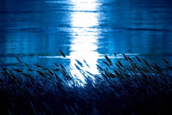 Синий большой травы высокий контраст против озера с лучом солнца — стоковое фото