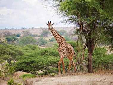 Afrika fili yakın çekim, dişleri büyük kulakları gövde yalnız fil yalnızlık güzel görüntülemek sarı çim doğa yol güzel hayvan doğa çevremizde Afrika safari Tarangiri Ngorongoro