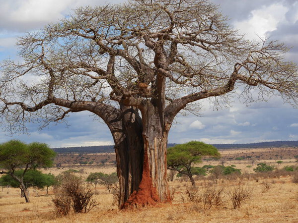 Baobab, the largest tree in the world, a tree of 150 years, landscape, Africa, beautiful tree, mighty tree, solitude beautiful view, yellow grass, nature, road, beautiful nature, nature around us, African safari, Tarangiri and Ngorongoro national par