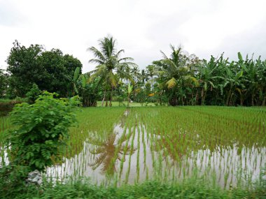 Pirinç tarlaları Bali, pirinç ekimi