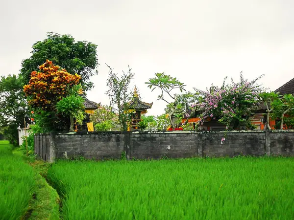 Vacker Natur Bali Grönt Landskap — Stockfoto