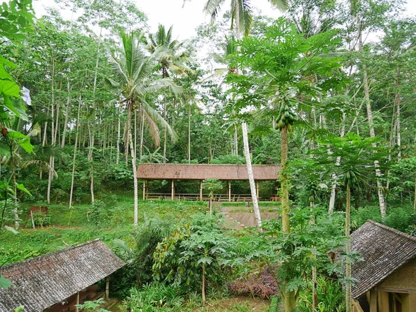 Красива Природа Балі Зелений Пейзаж — стокове фото