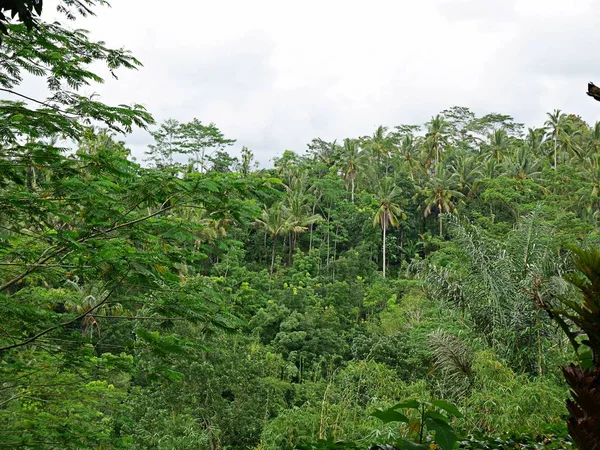 美丽的自然在巴厘岛 绿色的风景 — 图库照片