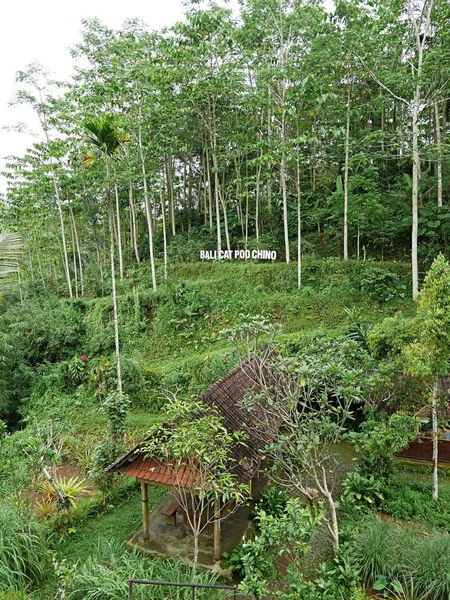 Schöne Natur Bali Grüne Landschaft — Stockfoto