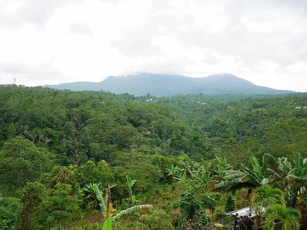Красивая Природа Бали Зеленый Пейзаж — стоковое фото