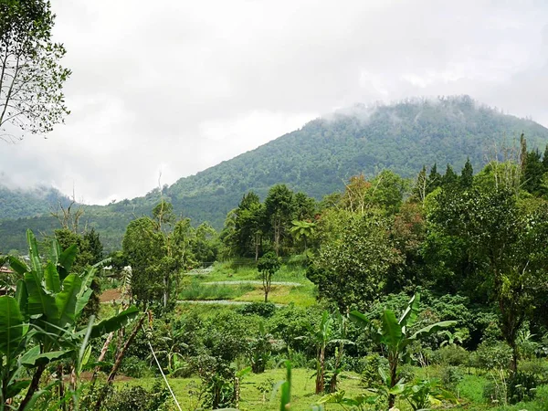 Красивая Природа Бали Зеленый Пейзаж — стоковое фото