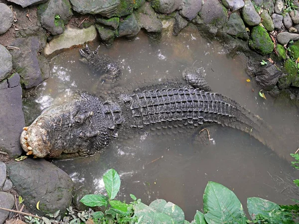 Vogel Und Reptilienpark Bali Krokodile Bali — Stockfoto