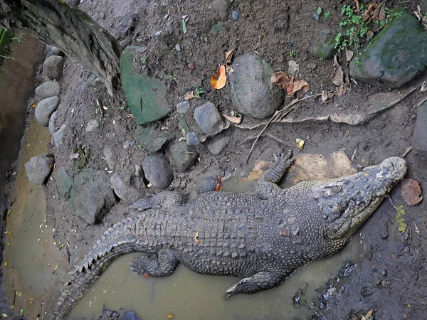 Vogel Und Reptilienpark Bali Krokodile Bali — Stockfoto