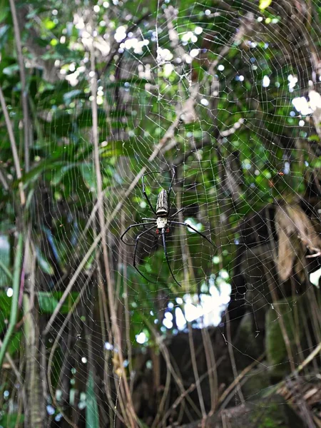 Une Énorme Araignée Bali Safari Bali — Photo