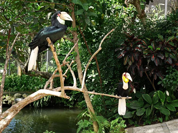 鳥やバリ オオハシ バリ島のオオハシ爬虫類公園 — ストック写真