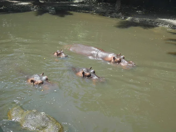 Flusspferde Auf Safari Bali — Stockfoto