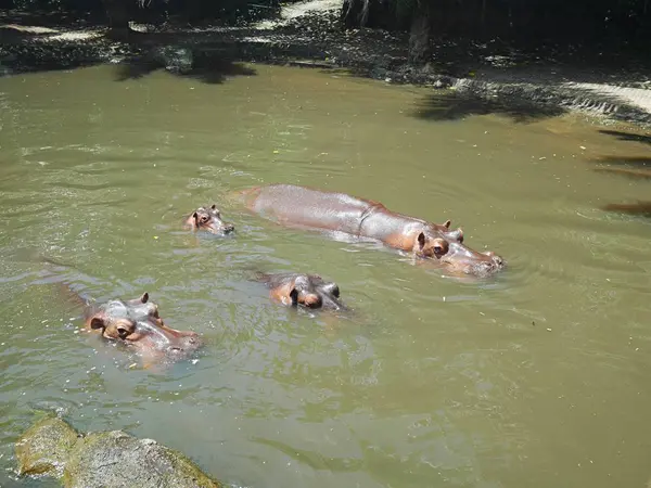 Flusspferde Auf Safari Bali — Stockfoto