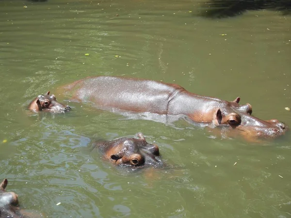 Flusspferde Auf Safari Bali — Stockfoto