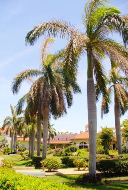 Güzel büyük, yeşil palmiye ağaç