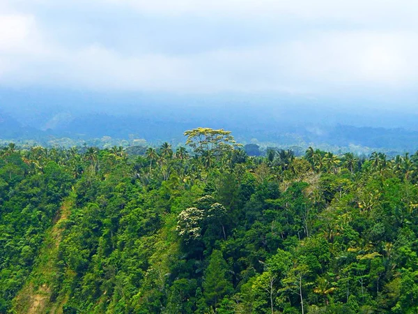 Schöne Reisfelder Reisfelder Bali Schöne Natur — Stockfoto