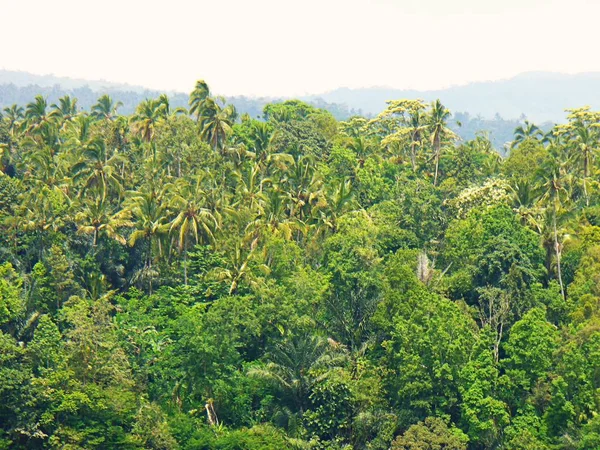 Bela Palmeira Grande Palmeira Verde — Fotografia de Stock