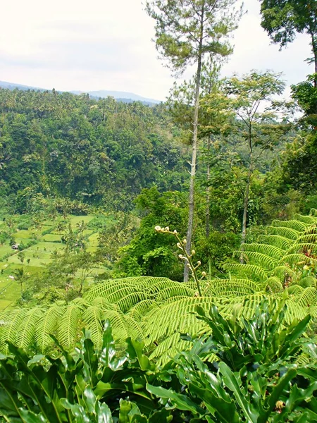 Prachtige Rijstvelden Rijstvelden Bali Prachtige Natuur — Stockfoto