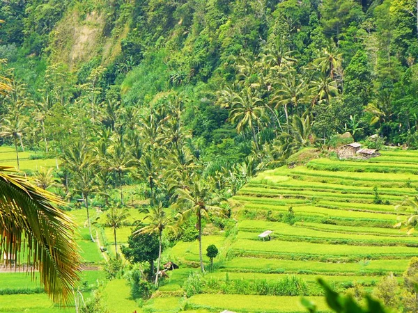 Krásná Rýžová Pole Rýžových Polí Bali Krásná Příroda — Stock fotografie