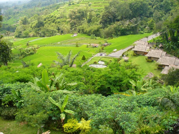 Vackra Risfält Risfälten Bali Vacker Natur — Stockfoto