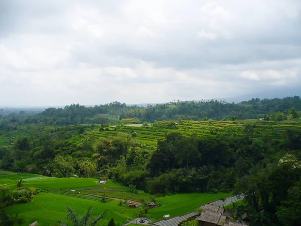 美丽的稻田 巴厘岛的稻田 美丽的大自然 — 图库照片