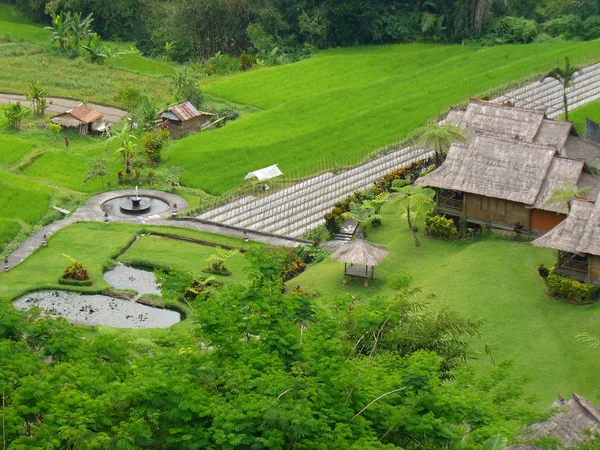 Schöne Reisfelder Reisfelder Bali Schöne Natur — Stockfoto