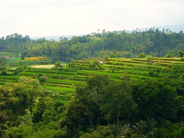 Красивые Рисовые Поля Рисовые Поля Бали Красивая Природа — стоковое фото